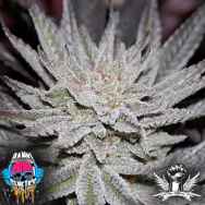 Dank Genetics Seeds LemonAid